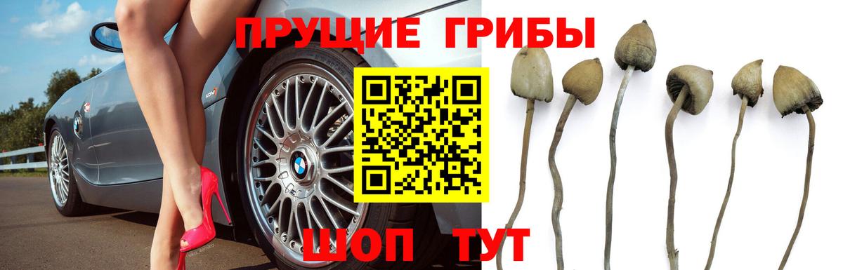 Псилоцибиновые грибы Cubensis  Вход с VPN  Реутов  Псилоцибиновые грибы Magic Shrooms 